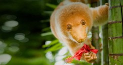 Cuscus_ROW2223740503 Cuscus_ROW2223740503