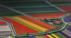 FlowerFields_ROW3515677491