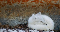 ArcticFox_ROW2208030967