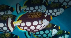 ClownTriggerfish_ROW161327842
