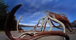 GiantSquid_ROW136793461