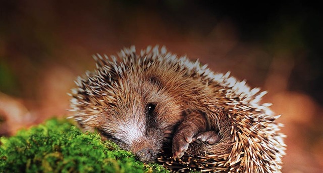 Dalai Lama - O Caminho da Tranquilidade III