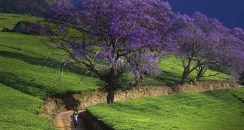 Jacaranda_ROW230486805