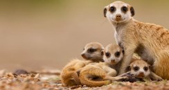 Meerkat_ROW843377978 Meerkat_ROW843377978