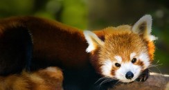 RedPanda_ROW909606543