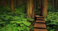 RevelstokeBoardwalk_ROW3700721909