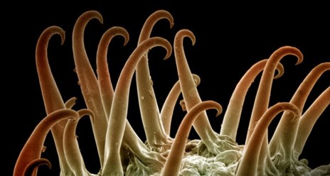 Cocklebur_ROW492336890