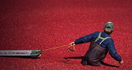 Cranberries_ROW17308487