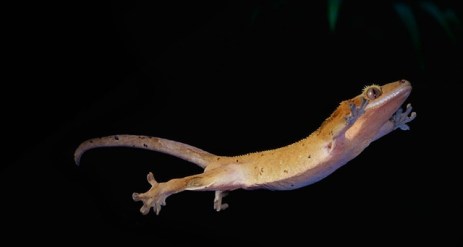 Gecko_ROW329074065