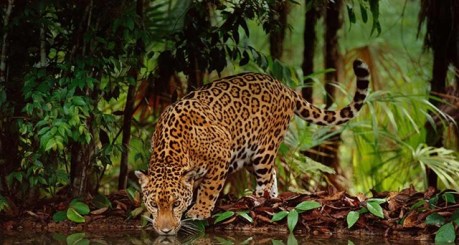 Jaguar_ROW2254613024