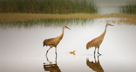 SandhillCranes_ROW261998099