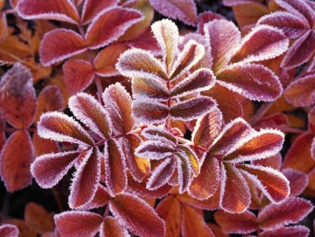 Folhas de rosa-de-cão cobertas pela geada na Suécia.