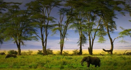 Ngorongoro_ROW343749390