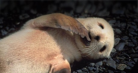 FurSeal_ROW1834190668