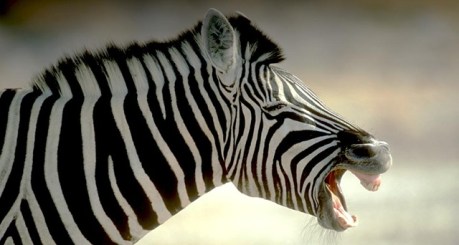 Zebra_ROW498818115