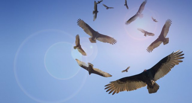 Vultures_ROW989355476